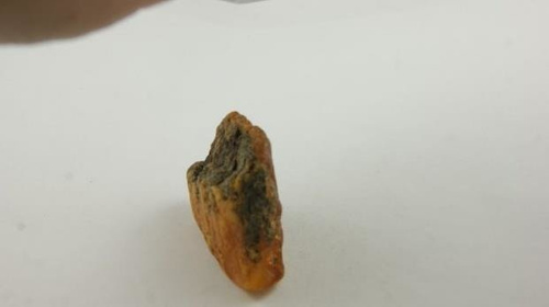 bursztyn bałtycki antyk old polerowany naturalny 16,3 g